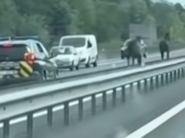 Bretagne: Trois chevaux galopent à contresens sur l’autoroute image principale
