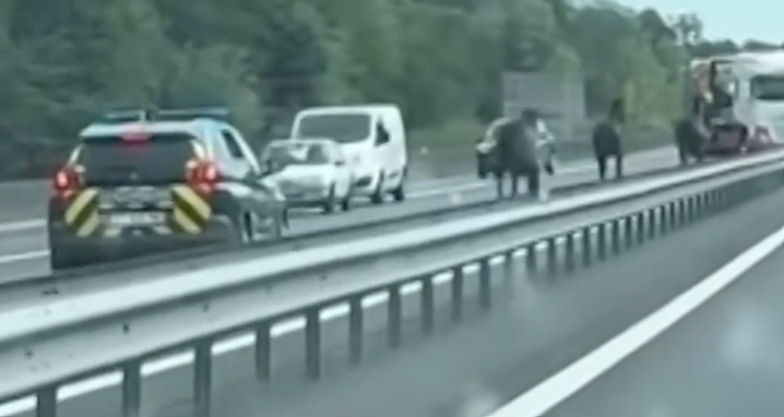 Bretagne: Trois chevaux galopent à contresens sur l’autoroute image principale