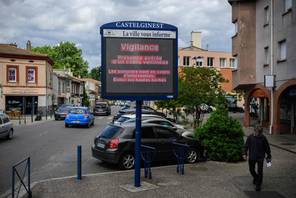 Près de Toulouse: Un cobra en liberté force la fermeture d’écoles et de parcs image principale Près de Toulouse: Un cobra en liberté force la fermeture d’écoles et de parcs image principale