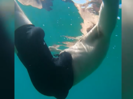 Un nouveau maillot airbag qui se gonfle pour éviter de se noyer image principale