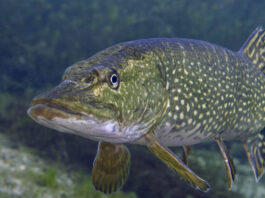 Baignade dans le Doubs: Un grand poisson mord une enfant au pied et lui inflige vingt points de suture Baignade dans le Doubs: Un grand poisson mord une enfant au pied et lui inflige vingt points de suture image principale